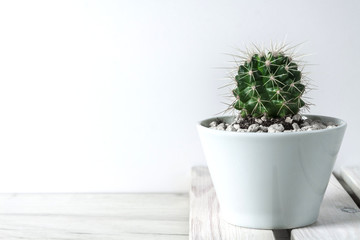White background with a cactus in a pot on wooden boards