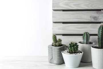 White background with many cactuses in concrete pots with wooden boards