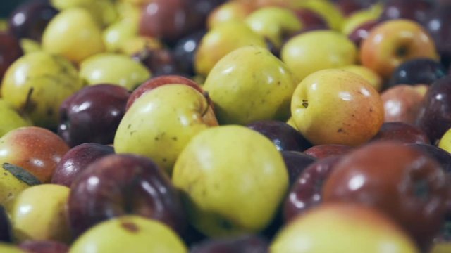 Red and yellow apples in distillery