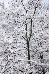 Albero sotto la neve