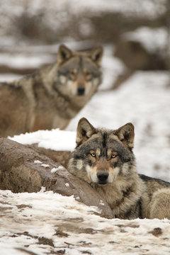 Loups gris en hiver