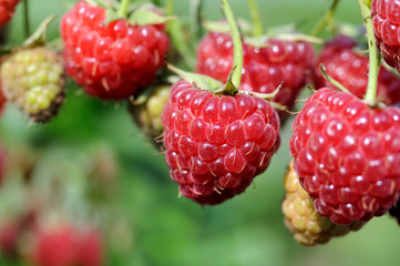  close-up of ripe raspberry in the garden 