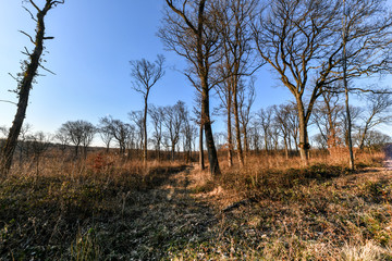 Forêt en sous-bois au crépuscule en hiver