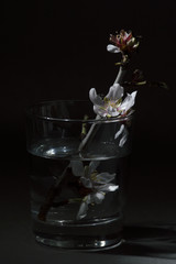 Rama de almendro en flor en vaso con agua