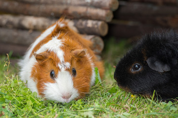 Meerschweinchen auf Wiese