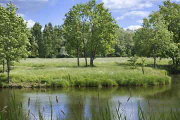 Fototapeta na wymiar Beautiful summer landscape with trees on the river bank, a meadow and the wood on the horizon