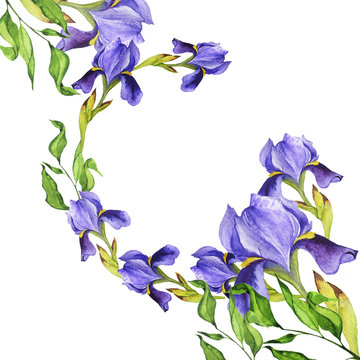 Violet iris flowers and fresh green branches frame isolated on white background. Design for greeting card or wedding invitation. Hand drawn watercolor illustration.