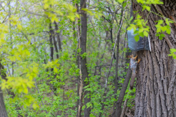 Squirrel on the tree