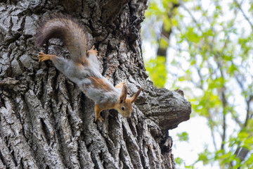 Squirrel on the tree