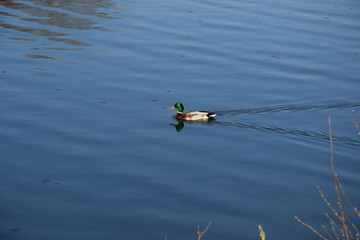 Canard col vert