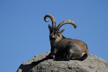 Cabra en Gredos, Avila