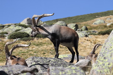 Cabra en Gredos, Avila