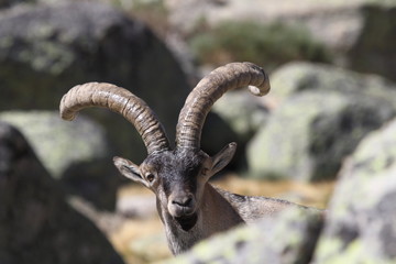 Cabra en Gredos, Avila