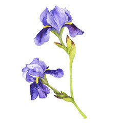 Big violet fleur de lis flower isolated on white background. Hand drawn watercolor illustration.