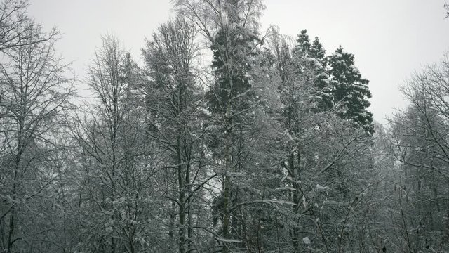 winter forest, trees in the snow, light snow falls