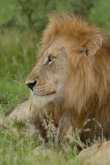 Close up side headshot of male lion lying in grass with large mane