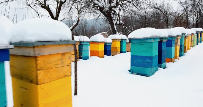 Rows of colorful beehives covered in snow at winter