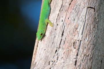Naklejka na ściany i meble Green lizard on tree with interesting bark patterns on island La Digue, Seychelles