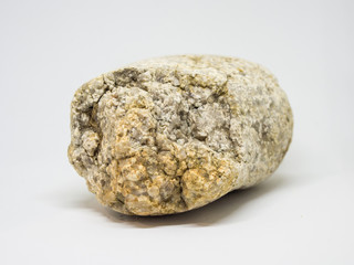 Plant Leaf fossil embedded in stone, real ancient petrified shell, isolated on white