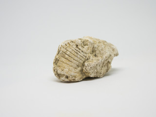 Trilobite Fossil Side