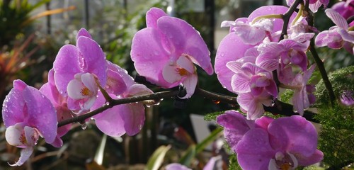Spray of Purple Orchids from Thailand