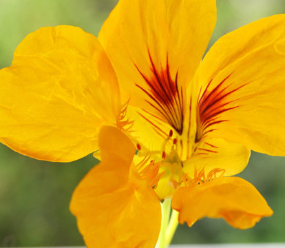 Primer plano sobre una flor de capuchina amarilla vivo