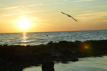 Vogel am Meer im Sonnenuntergang