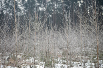 young birch trees covered with hoarfrost