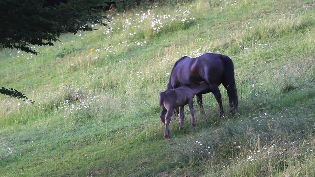 Baby and mother horse on summer hill, mother feeding baby