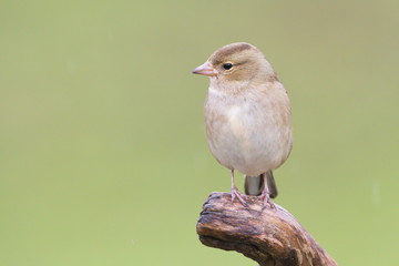 Chaffinch (Fringilla coelebs)