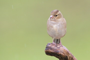 Chaffinch (Fringilla coelebs)