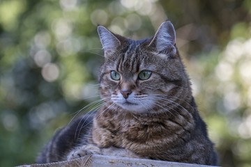 Naklejka na ściany i meble Watchful Tabby Cat - Felis catus