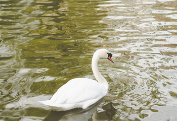 Swan swimming in the lake.