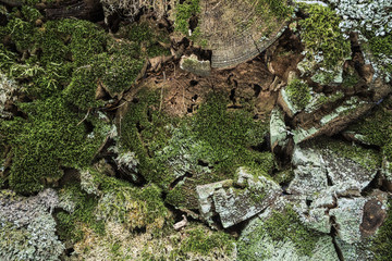 forgotten firewood