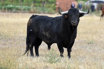 toro en españa