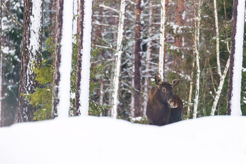 Wildlife landscape. Single bull moose in winter forest. Nature habitat.
