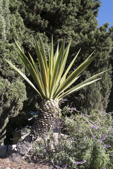 Agave Agustifolia Marginata