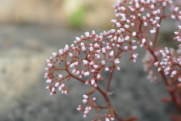 Naklejka premium Blume