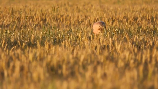 Adorable little baby boy walk in big cereal plants, blond child in yellow grains