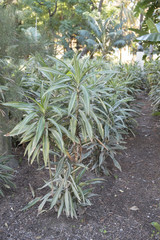 Fototapeta premium Dracena Variegada