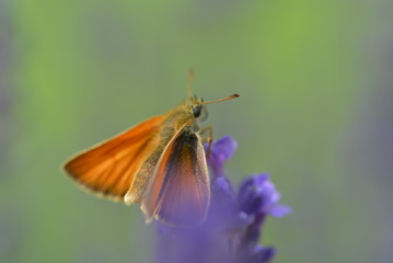 Schmetterling