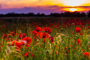 Obraz premium Pola maku na zachodzie słońca
