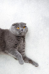 Cat scottish fold lying on white background. Copy space, top view. Banner with cat