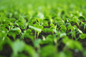 Growing vegetables in a greenhouse.