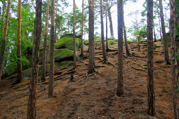     slender pine trees in the forest on a rocky hill covered with moss on a  cloudy day