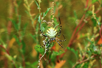             a huge Argiope bruennichi spider on the hunt in the web in the grass 