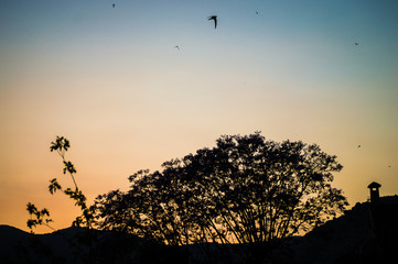 atardecer y contraluz