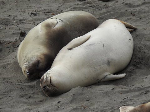 Two seals cuddling 