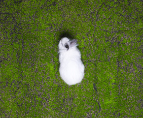 white easter bunny on the grass