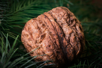 Fototapeta premium Walnut close-up. In the leaves of a tree.